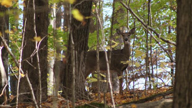 Indiana wildlife